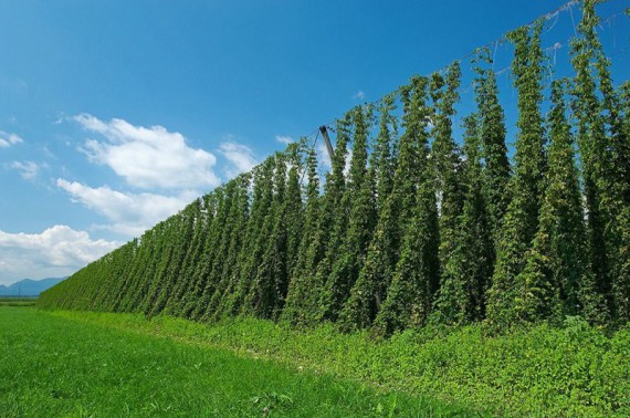 Hop Field