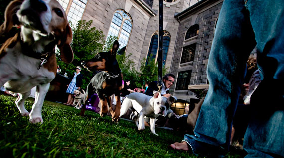 dog happy hour