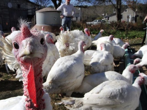 Beer Fed Turkeys