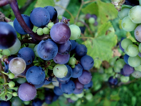 WineGrapes1