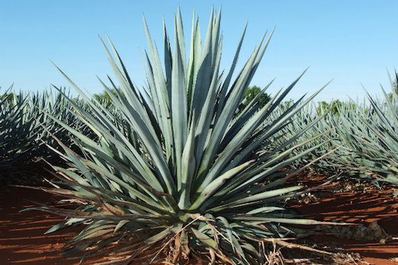 Agave