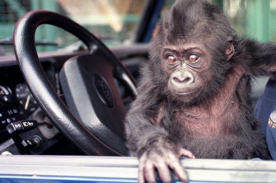 Gorilla-in-a-car