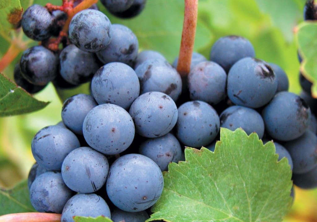 Cabernet-Sauvignon-grapes