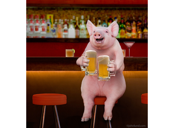 Beer-Drinking-Pig-At-Bar