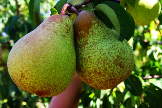Rocha_Pear