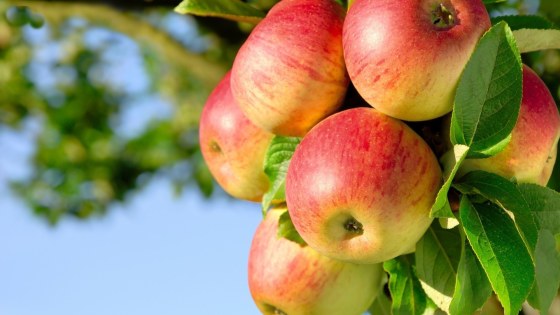 Apple-tree-widescreen-hd-wallpapers-free-download-apple-images