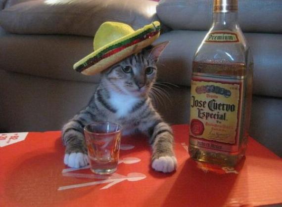 drunkcat