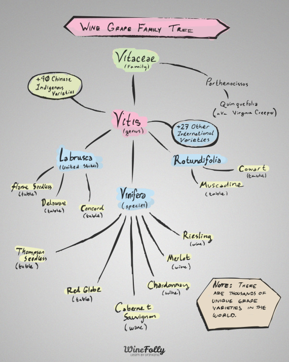 wine-grape-vitis-genus-species-family-tree