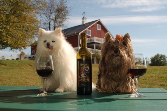 VAWineDogs2