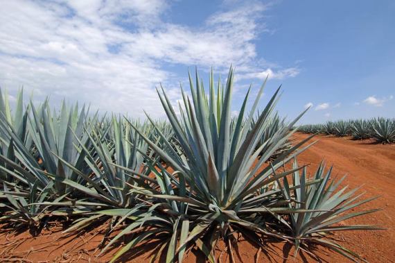 blue-agave-field_3236_r2